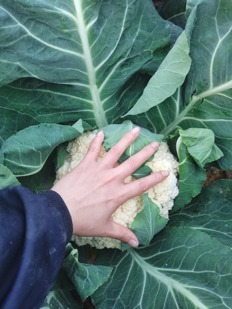 南通市海门区白面青梗花菜基地菜花乳白青梗小米粒