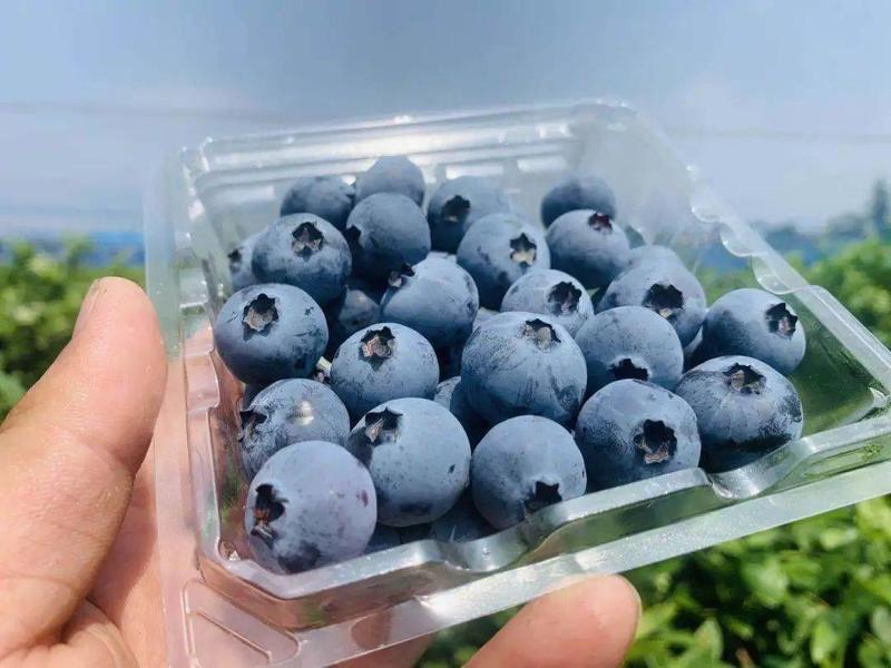 山东万亩优质蓝莓基地果粉好口感脆甜电商代发一手货源