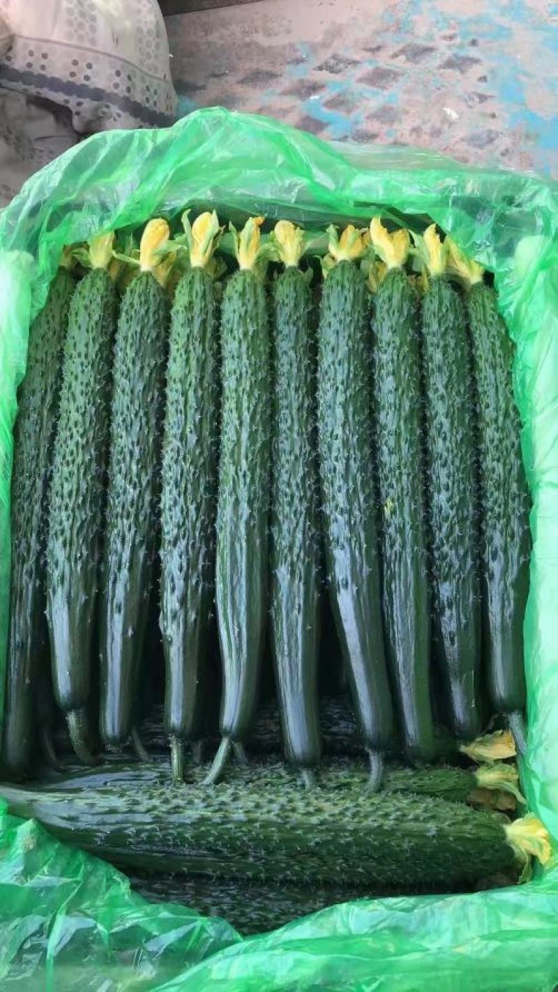 精品黄瓜顶花带刺，大量供应保质保量，电商超市，市场，欢迎