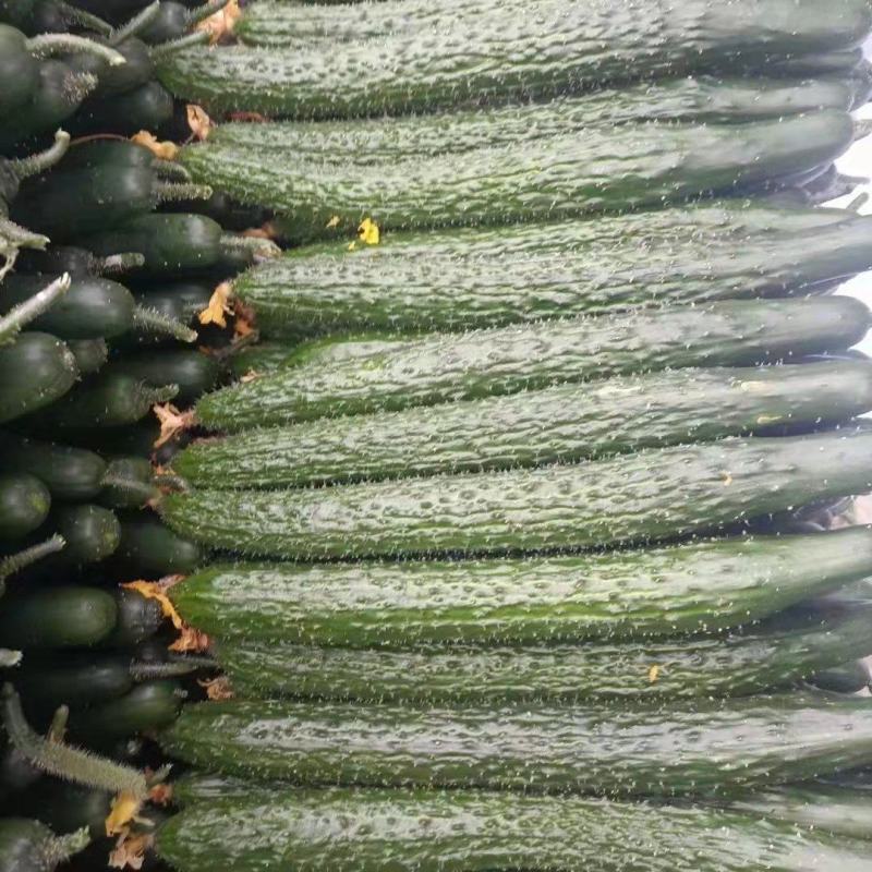 精品黄瓜顶花带刺，大量供应保质保量，电商超市，市场，欢迎