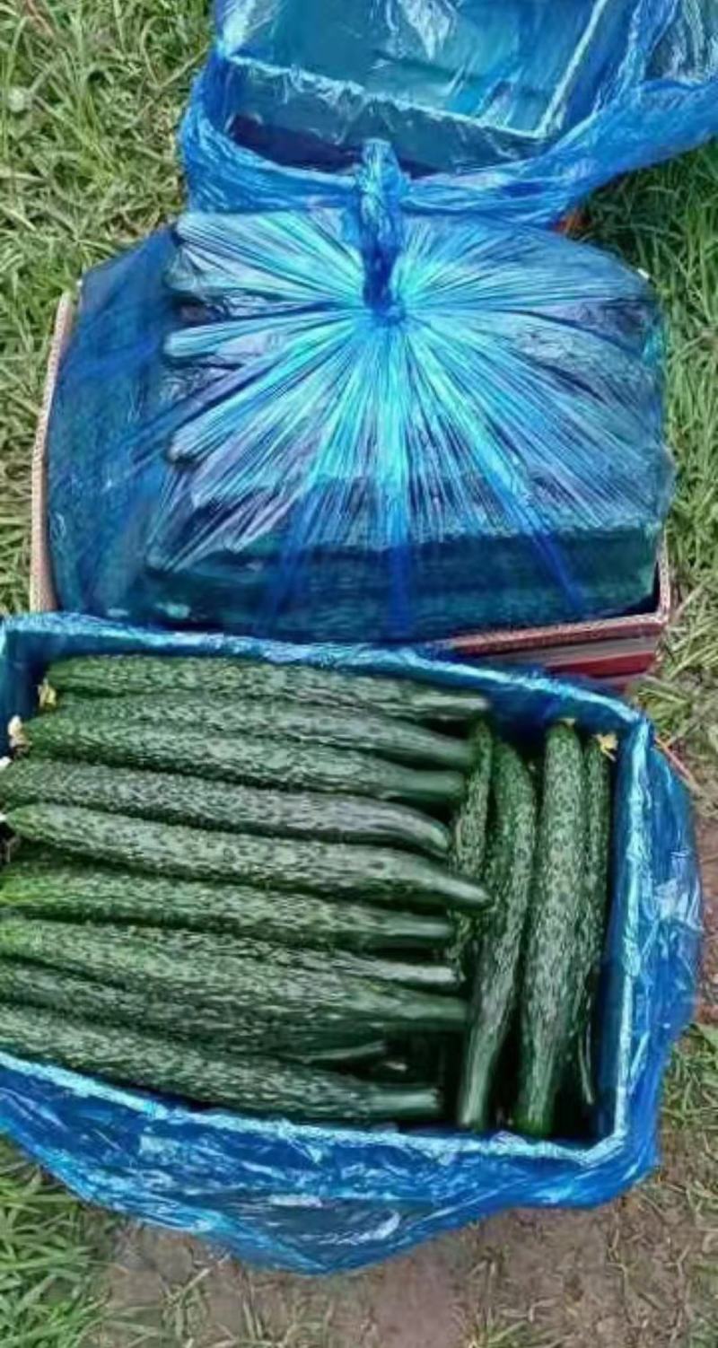 精品黄瓜顶花带刺，大量供应保质保量，电商超市，市场，欢迎