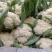 【花菜】精品松花菜有机花菜基地直发可视频看货
