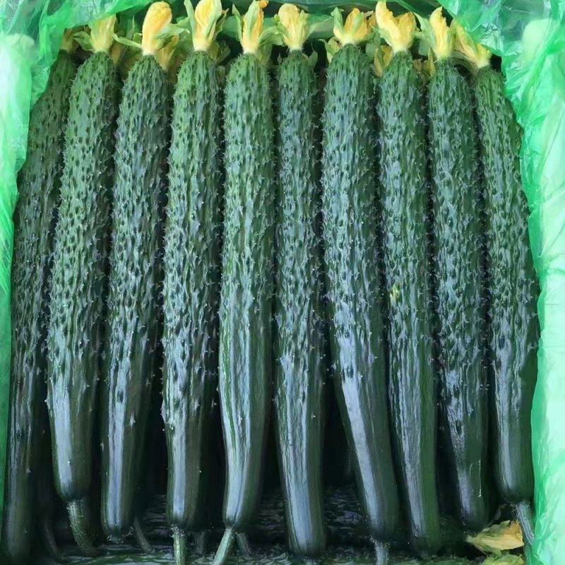 精品黄瓜顶花带刺，大量供应保质保量，电商超市，市场，欢迎