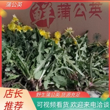 新鲜野生蒲公英，现采现挖，野菜特菜，多种用途，欢迎咨询