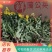新鲜野生蒲公英，现采现挖，野菜特菜，多种用途，欢迎咨询
