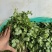 南通蔬菜基地精品叶菜类大量上市欢迎电话订购