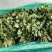 南通蔬菜基地精品叶菜类大量上市欢迎电话订购