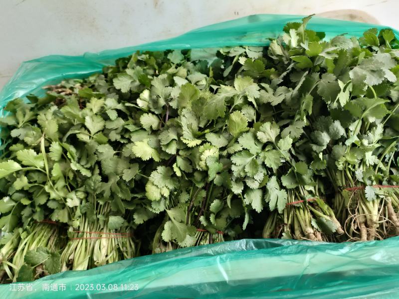 南通蔬菜基地精品叶菜类大量上市欢迎电话订购