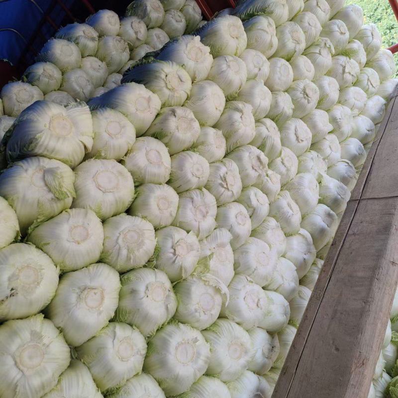 【白菜】黄心白菜大量供应产地直发可视频看货