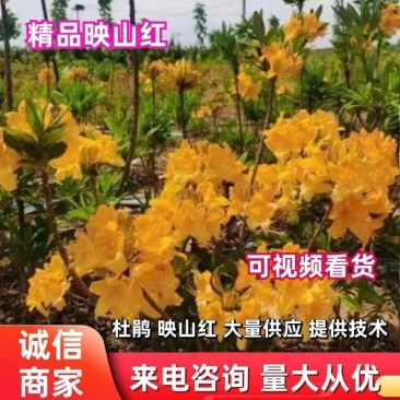 杜鹃映山黄黄杜鹃床苗质量保证，成活率高，物流快递均可发货