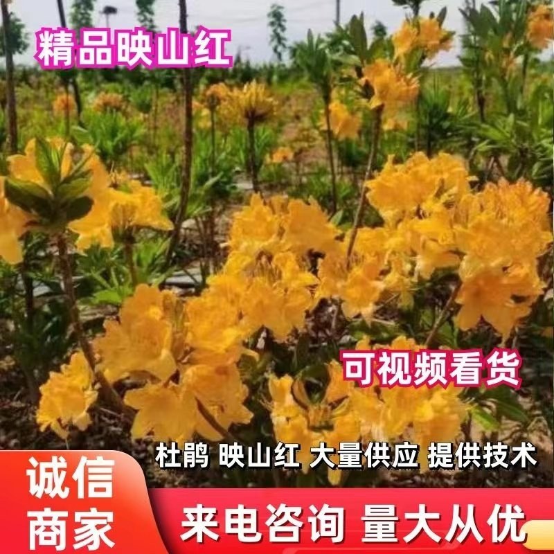 黄杜鹃大别山种子培育！耐寒品种，价格合理，欢迎咨询！