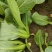 南通蔬菜基地精品叶菜类大量上市欢迎电话订购