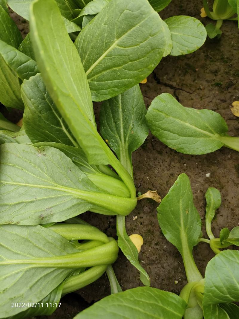 南通蔬菜基地精品叶菜类大量上市欢迎电话订购