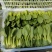 南通蔬菜基地精品叶菜类大量上市欢迎电话订购
