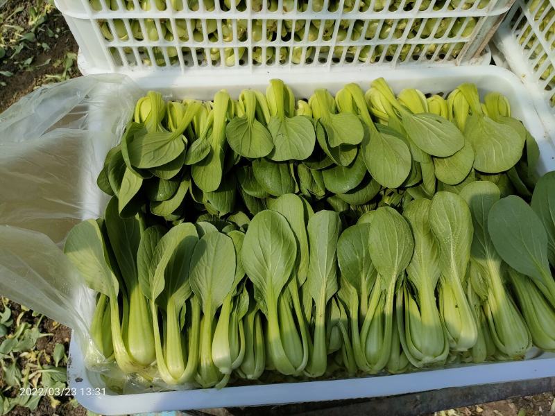 南通蔬菜基地精品叶菜类大量上市欢迎电话订购