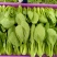 南通蔬菜基地精品叶菜类大量上市欢迎电话订购