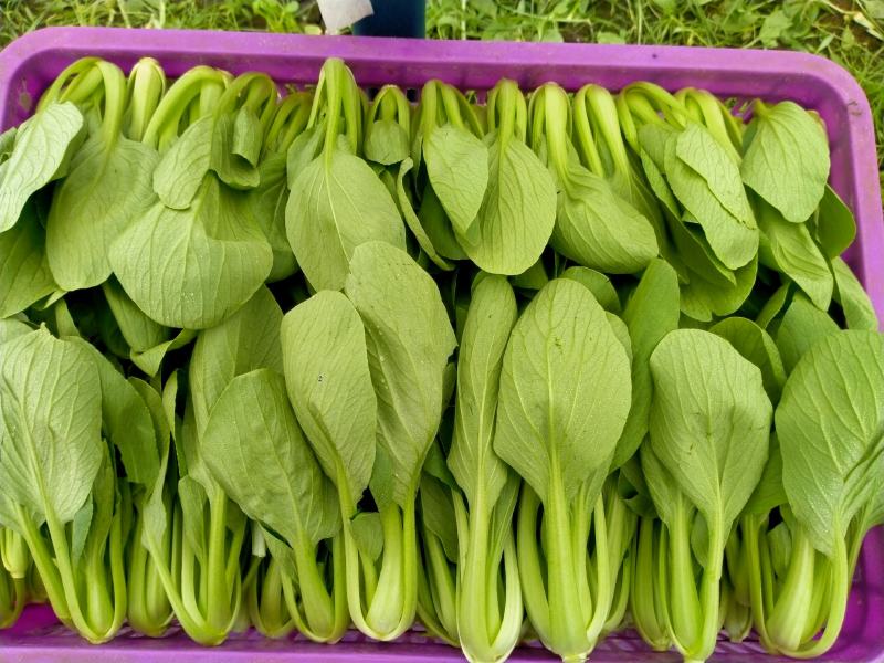 南通蔬菜基地精品叶菜类大量上市欢迎电话订购