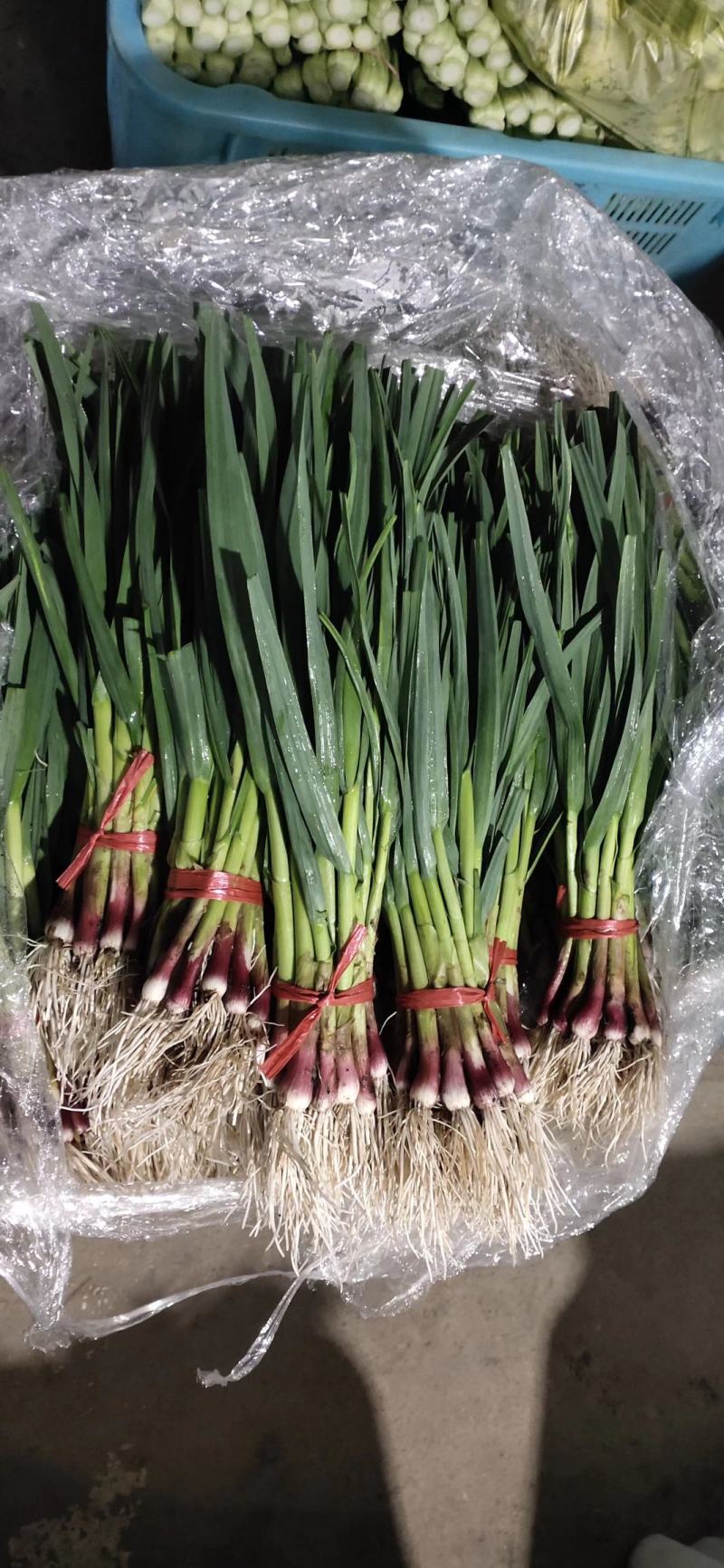 南通蔬菜基地精品叶菜类大量上市欢迎电话订购