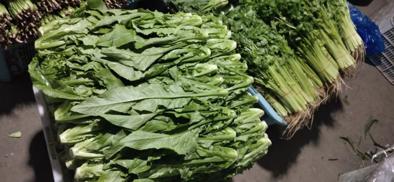 南通蔬菜基地精品叶菜类大量上市欢迎电话订购