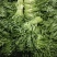 南通蔬菜基地精品叶菜类大量上市欢迎电话订购