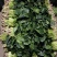南通蔬菜基地精品叶菜类大量上市欢迎电话订购