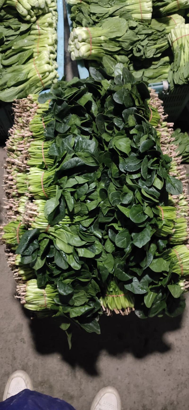 南通蔬菜基地精品叶菜类大量上市欢迎电话订购