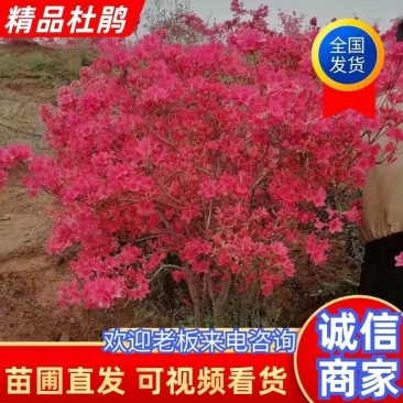 杜鹃映山红基地批发，一手货源各种规格请联系价格再议