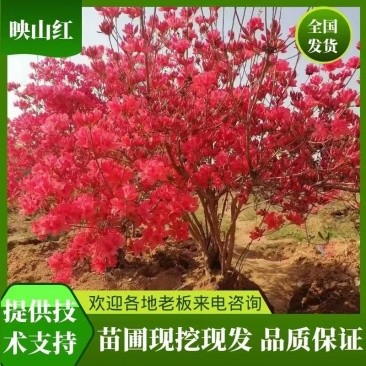 杜鹃映山红带花苞带土球下单24小时内发货，，快递包邮！