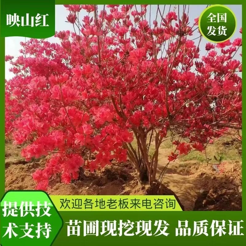 杜鹃映山红带花苞带土球下单24小时内发货，，快递包邮！