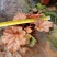 矾根