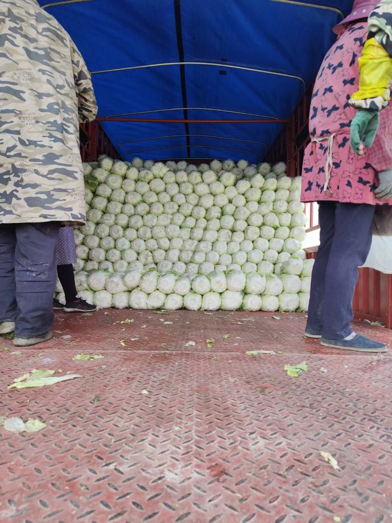 【白菜】黄心白菜大量供应产地直发可视频看货