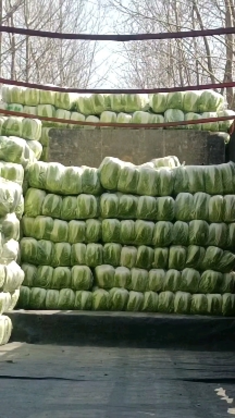 【白菜】黄心白菜大量供应产地直发可视频看货