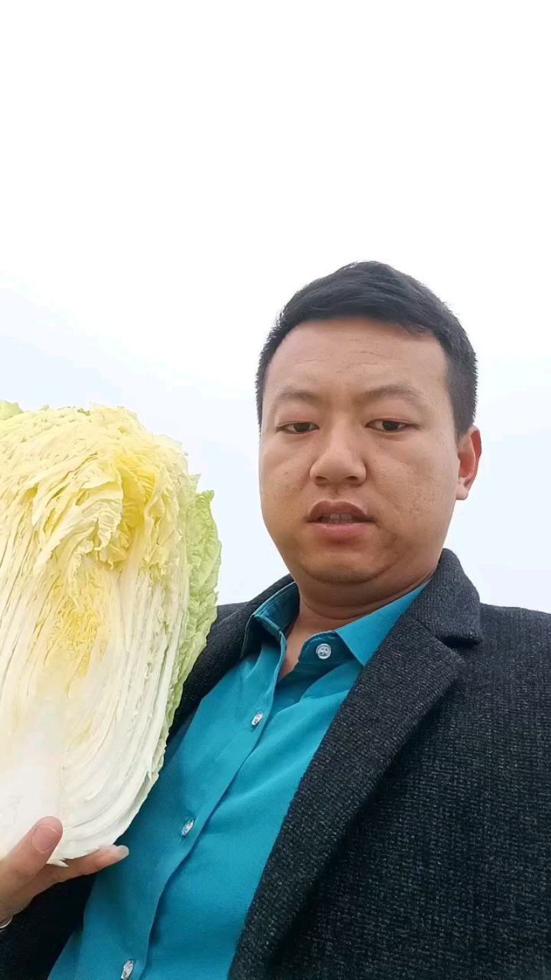 【白菜】黄心白菜大量供应产地直发可视频看货