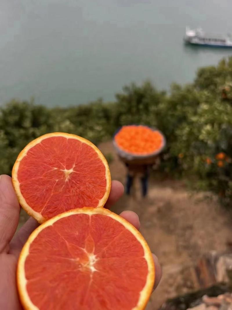 湖北秭归塔罗科血橙玫瑰香橙，产地现定现采挂树新鲜果一手货