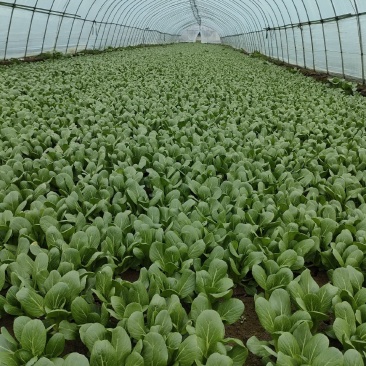 南通蔬菜基地精品叶菜类大量上市欢迎电话订购