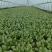 南通蔬菜基地精品叶菜类大量上市欢迎电话订购