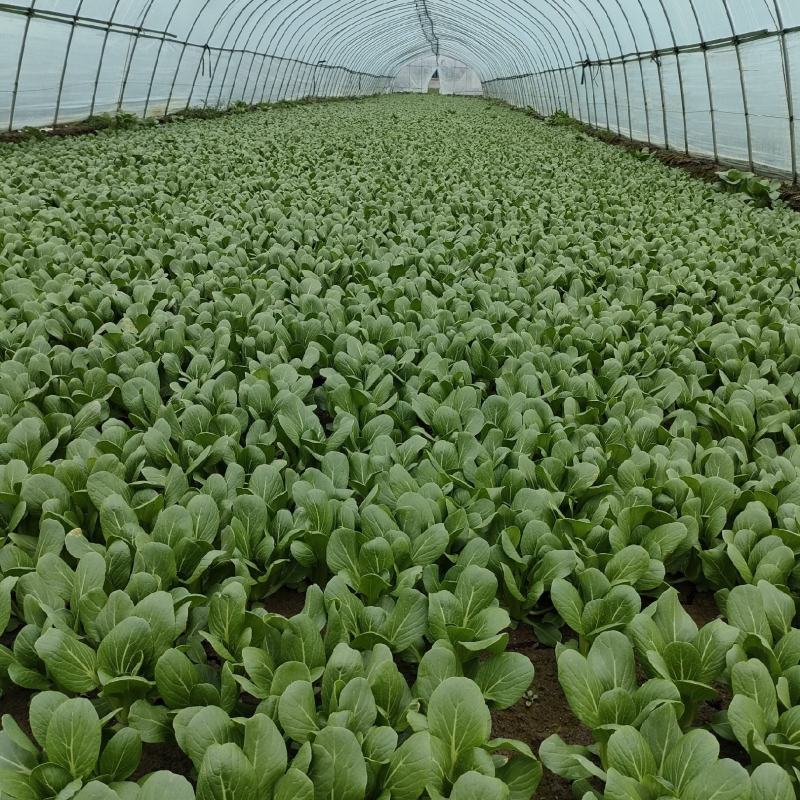 南通蔬菜基地精品叶菜类大量上市欢迎电话订购