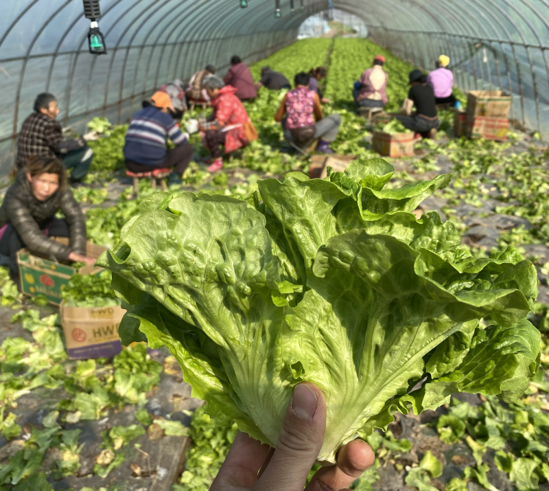 生菜！生菜！生菜！大量上市！便宜出售！只为跑量！