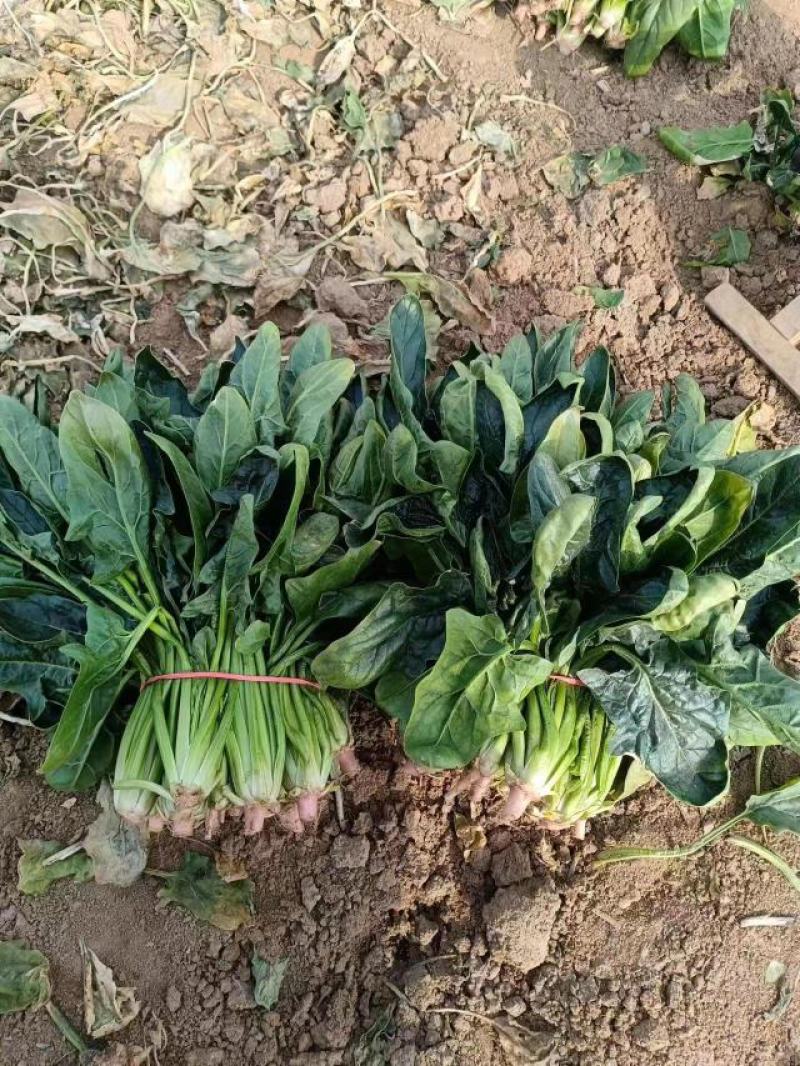 【热销菠菜】推荐陕西凤翔地产优质墨绿菠菜一手货源