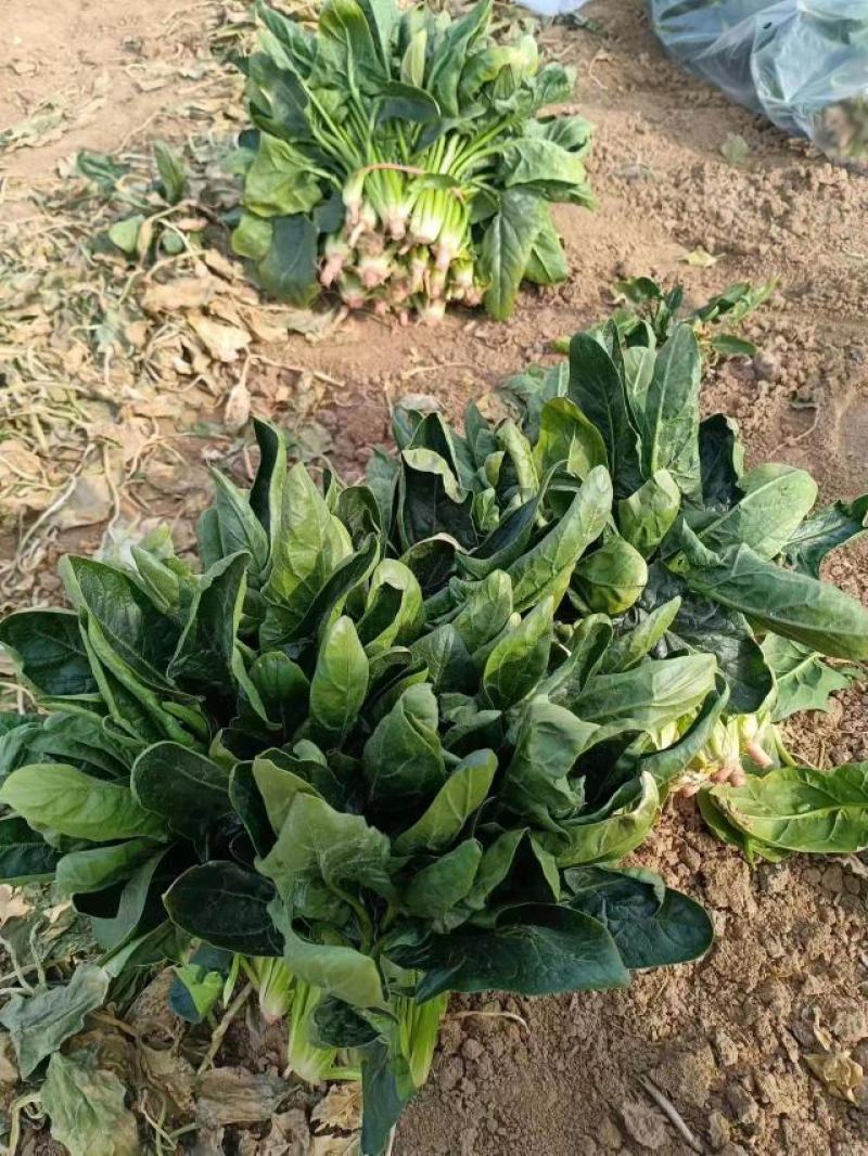 【热销菠菜】推荐陕西凤翔地产优质墨绿菠菜一手货源