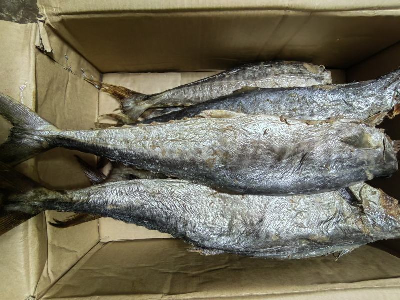 梅香马鲛鱼咸香净肉腌制咸香海鱼海产海货咸鱼茄子煲梅香