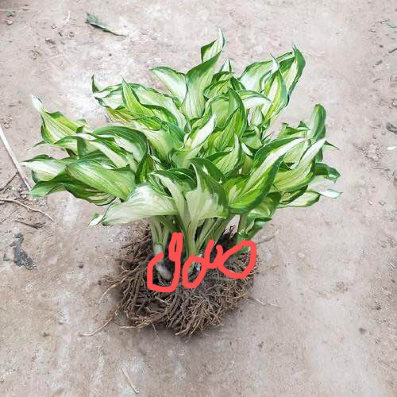 花叶玉簪。自产自销。批发价格