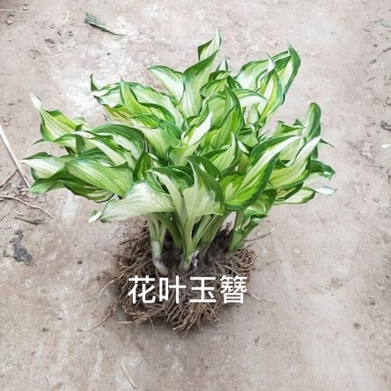 花叶玉簪。自产自销。批发价格