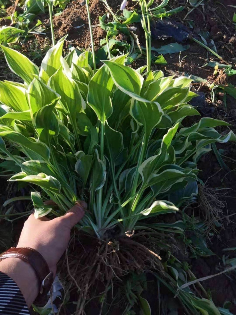 花叶玉簪。自产自销。批发价格