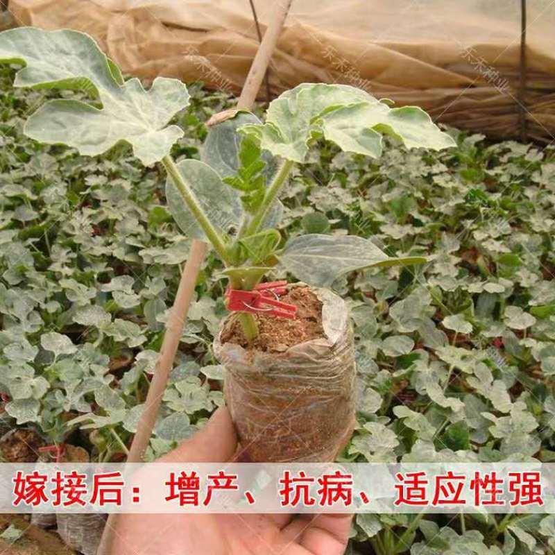 嫁接夹育苗嫁接夹瓜果蔬菜花卉苗木圆口平口夹嫁接小夹子嫁接