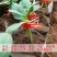 嫁接夹育苗嫁接夹瓜果蔬菜花卉苗木圆口平口夹嫁接小夹子嫁接