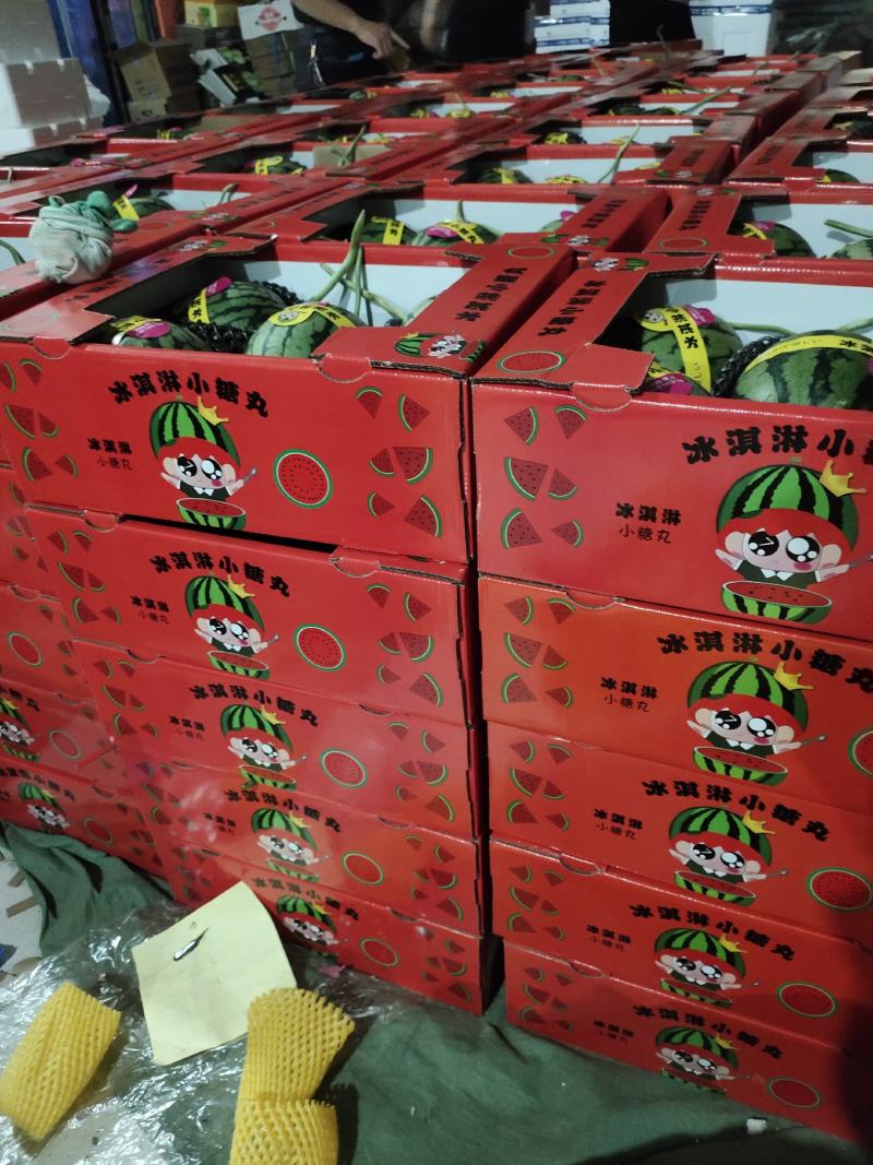 礼品小西瓜小糖丸小西瓜手撕小西瓜2K西瓜大量上市