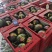 礼品小西瓜小糖丸小西瓜手撕小西瓜2K西瓜大量上市