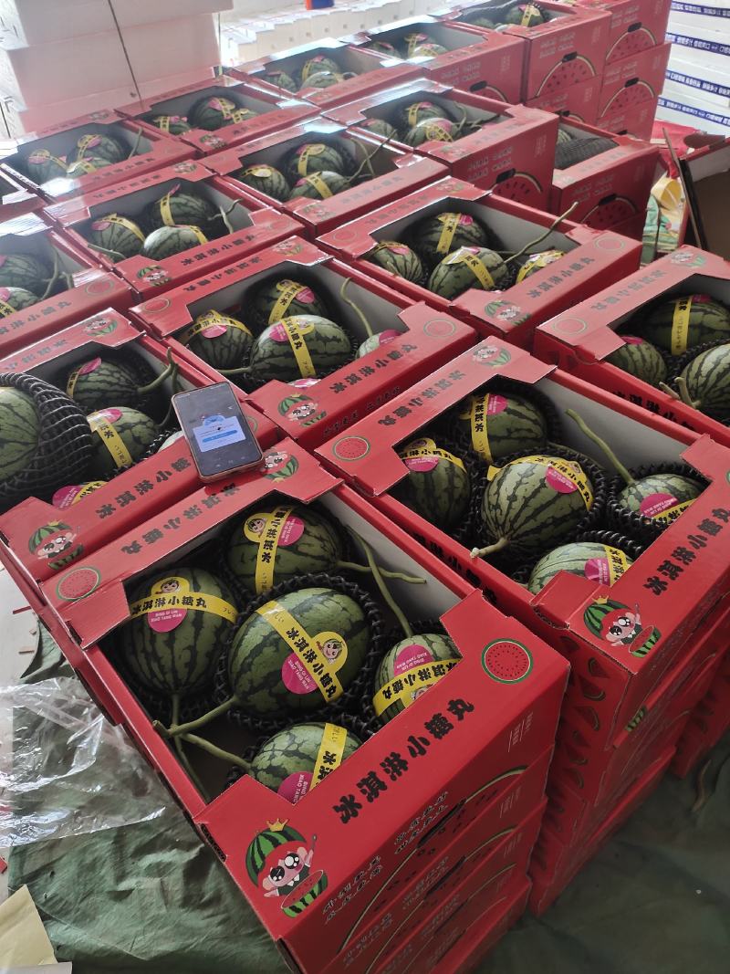 礼品小西瓜小糖丸小西瓜手撕小西瓜2K西瓜大量上市