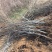 山东核桃树苗大量低价各种规格核桃树苗三公分4公分的五